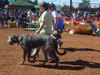 /images/events/6/DOGFEST 2007 024-thumb.jpg